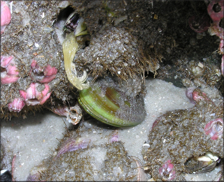 Perna Viridis Linnaeus Asian Green Mussel In Situ